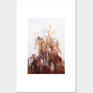 Autumn Birch Tree Posters and Art